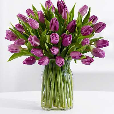 Пурпурные тюльпаны, 30 шт